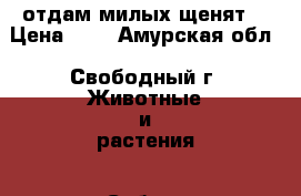 отдам милых щенят  › Цена ­ 1 - Амурская обл., Свободный г. Животные и растения » Собаки   